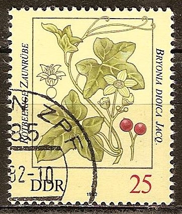 Las plantas venenosas-Bayas rojas Bryony, Bryonia dioica Jacq (DDR).