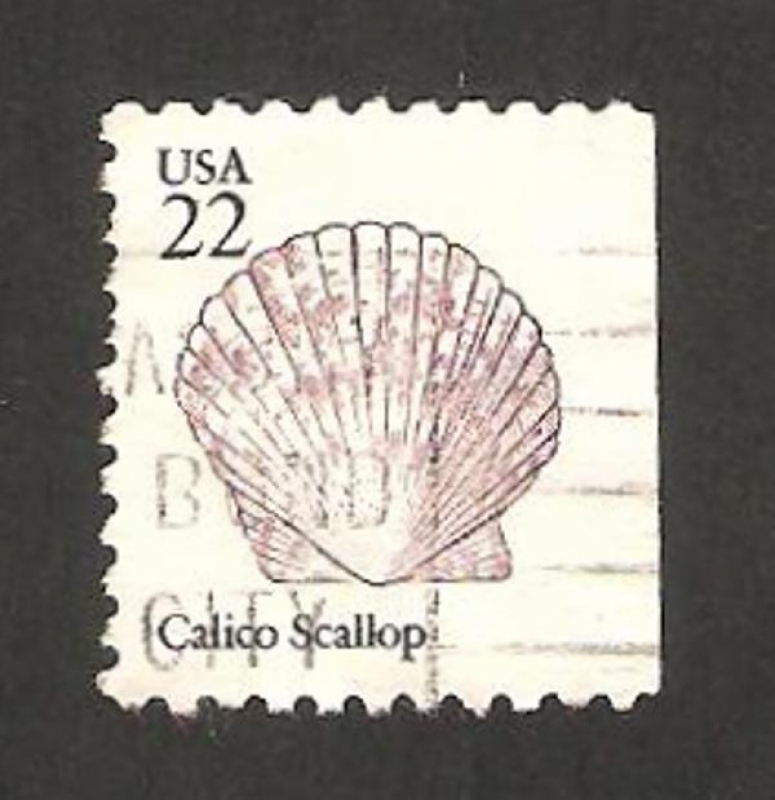 1582 - Concha calico scallop
