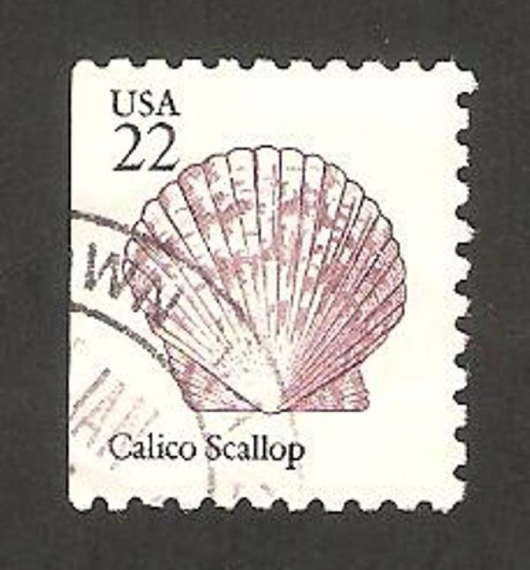 1582 a - Concha calico scallop
