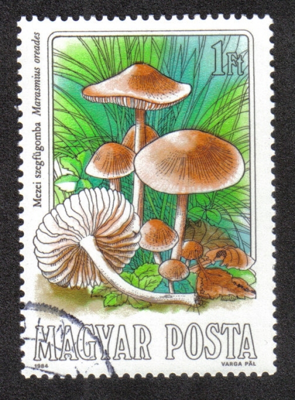 Mushrooms (1984)