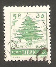 139 - Cedro libanés