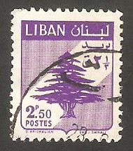 151 - Cedro libanés