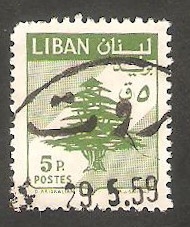 152 - Cedro libanés
