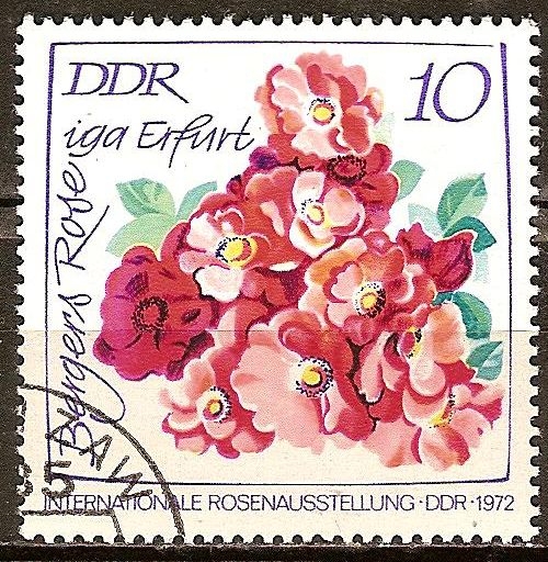 Exposición Internacional de Rosas,1972 en DDR-Berger Rose.