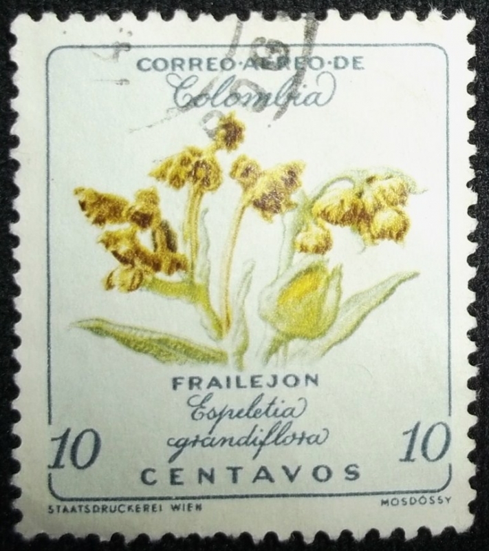 Frailejón Espeletia Grandiflora