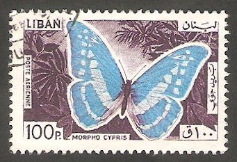 338 - Mariposa