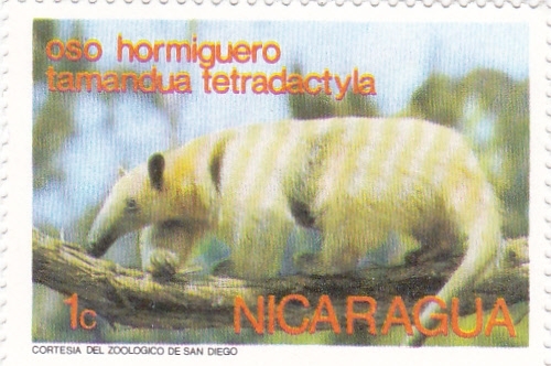 Oso hormiguero