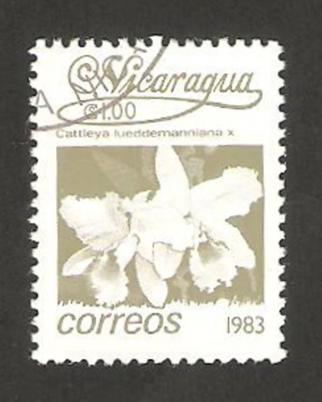 1259 - flor cattleya lueddemannianax