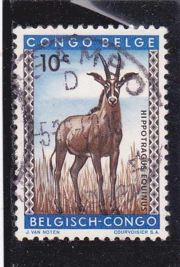 hippotragus equinus