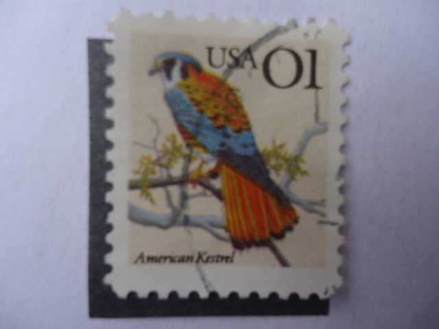 American Kestrel (Falco Sparverius)
