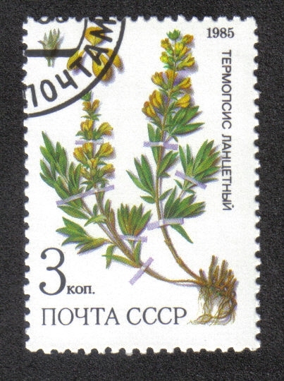 Plantas medicinales Protegidas en Siberia