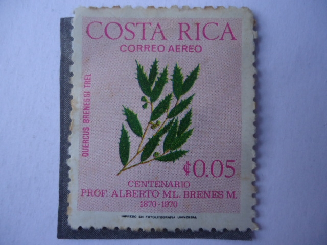 Centenario, Prof. Alberto ML. Brenes M. 1870-1970 - Quercus Brenessi Trel- 