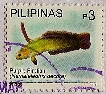 Gobio púrpura - dardo de fuego