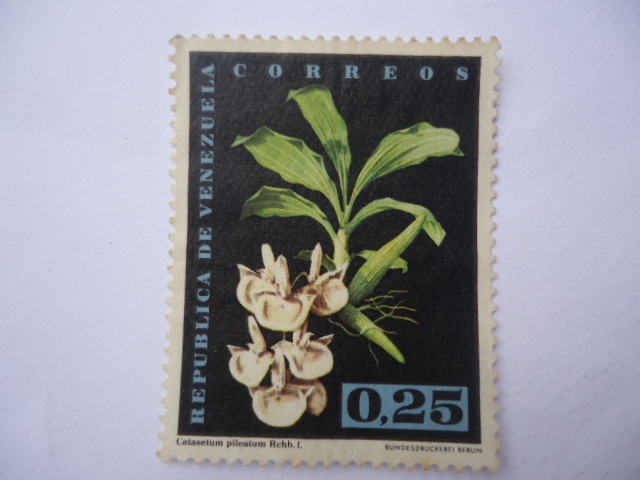 Catasetum Pileatum , Rchb. F.