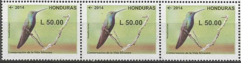 COLIBRÌ  ESMERALDA.  AMAZILIA  LUCIAE.