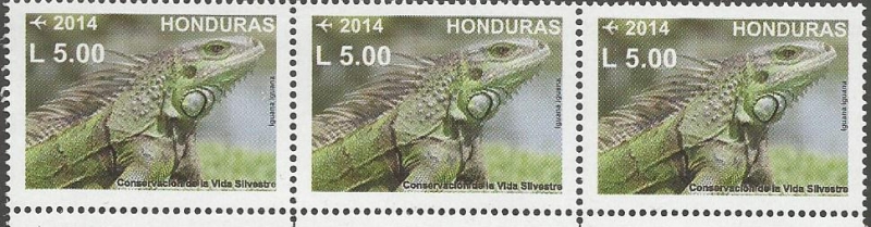 IGUANA  VERDE.  IGUANA  IGUANA.