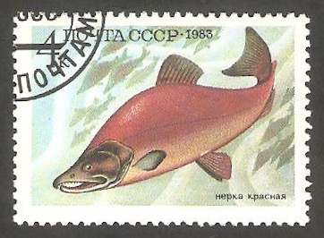  5017 - Fauna marina