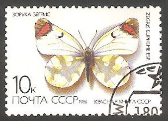 5287 - Mariposa zegris eupheme