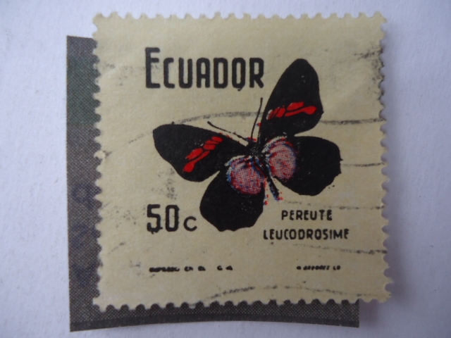 PereuteLeucodrosime