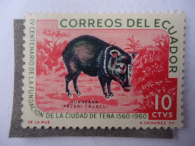 IV Centenario de la Fundación de la ciudad de Tena 1560-1960 - Huangana-(Pecari Tajaco)