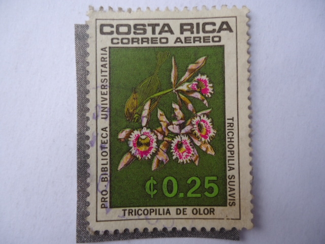 Flora: Tricopilia de Olor - Trichopilia Suavis - Prp-Biblioteca Universitareia.