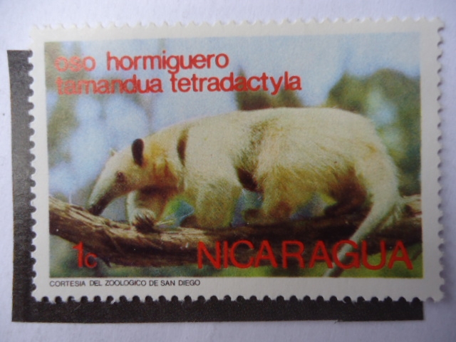 Oso Hormiguero - Tamandua Tetradactyla.