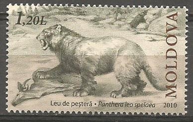 PANTHERA  LEO  SPELAEA