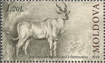 ANTILOPA  DE  TIP  AFRICANA.  PONTOCEROS.