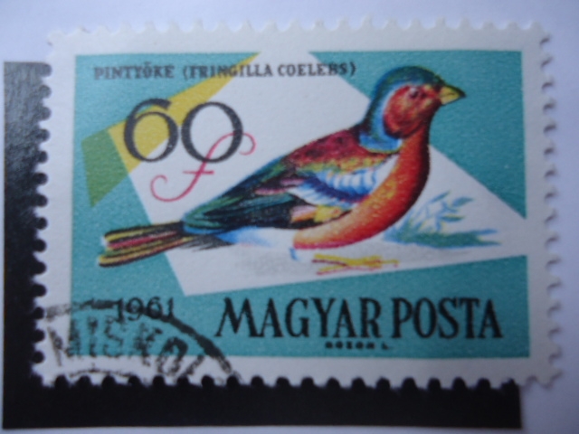 Fauna: Pintóke-Fringilla Coelebs - Magyar Posta.