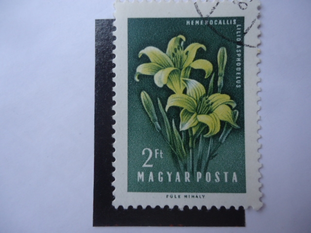 Hemerocallis Lilio Asphodelus - Magyar Posta.