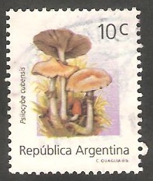 1836 - Champiñón psilocybe cubensis