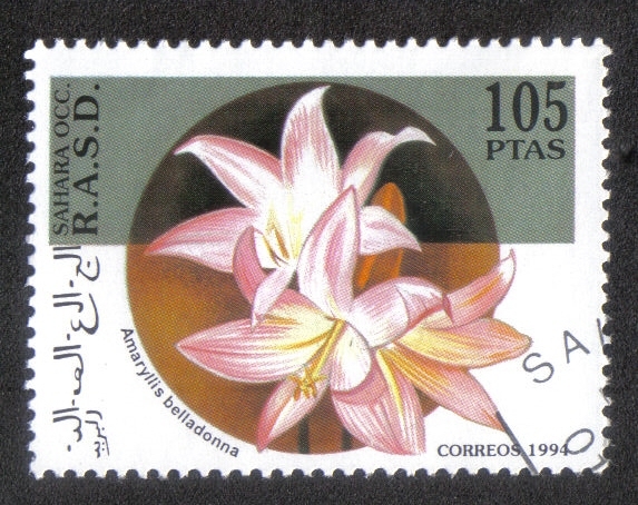 Orquídeas