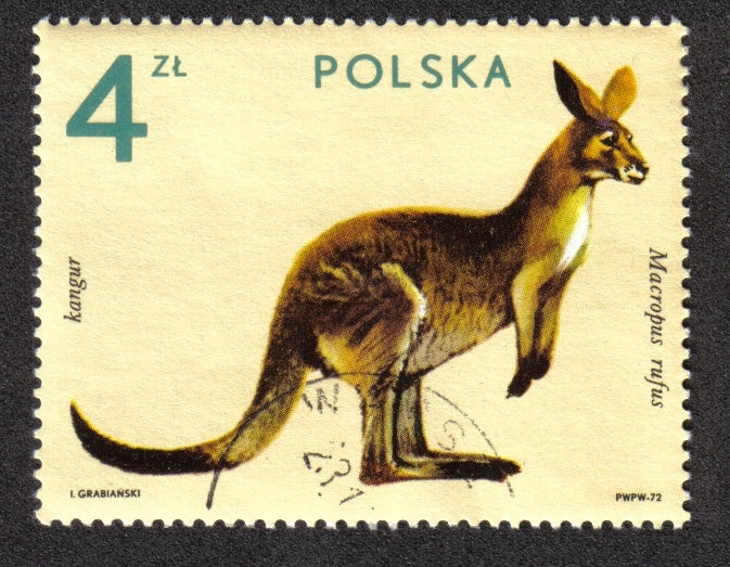 Kanguaro