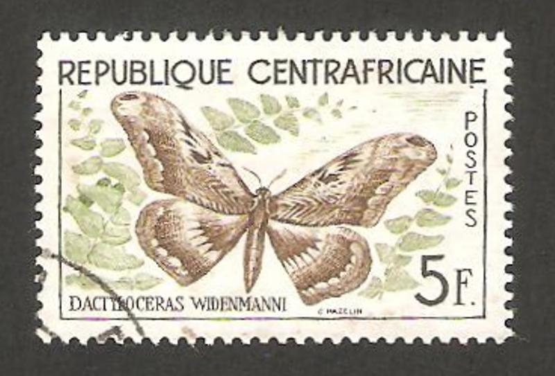 8 - Mariposa dactyloceras widenmanni