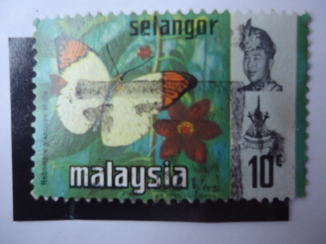 Fauna: Selangor.