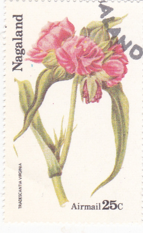 flores-tradescantia virginia