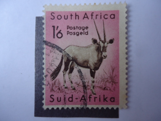 fauna-South Africa.