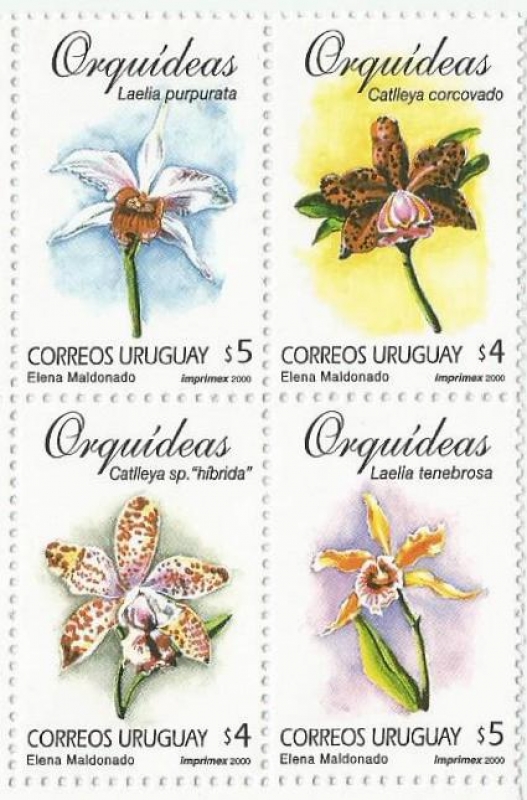 Orquídeas