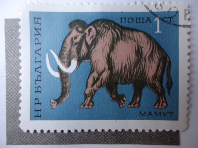 Mamyt-Mamut.