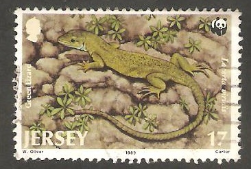 473 - Fauna rara de Jersey, lacerta viridis