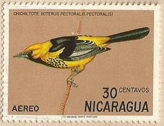 Nicaraguan Birds - Chichilote