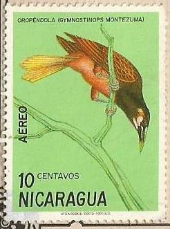 Nicaraguan Birds - Oropéndola