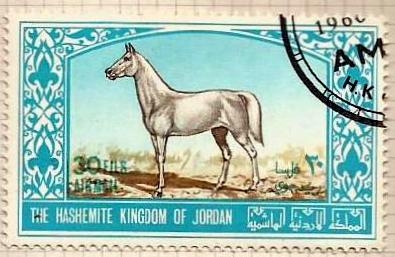 Arabian stallion (691)