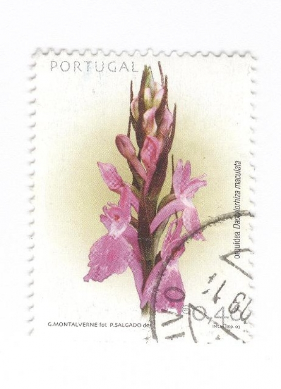 Orquidea. Dactylohiza maculata