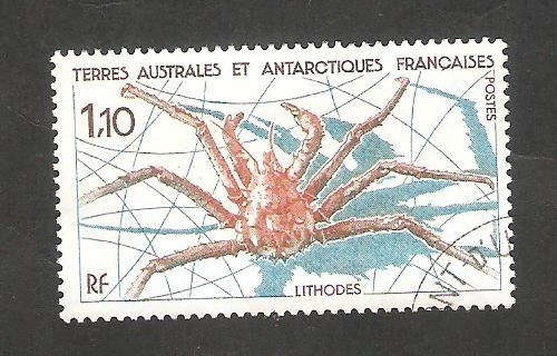 140 - Crustáceo marino Lithodes