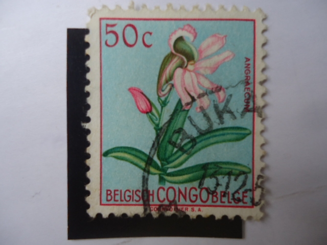 Flora: Angraecum-Orquidea-Congo Belga