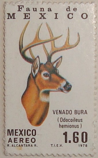 venado bura