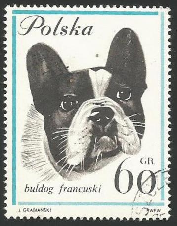 Bulldog francés (1365)