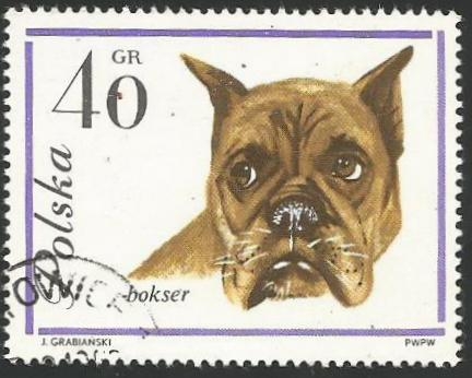 Boxer (1363)