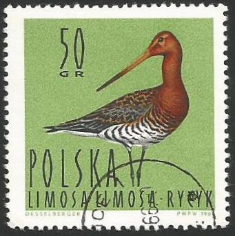 Black-tailed godwit (1485)